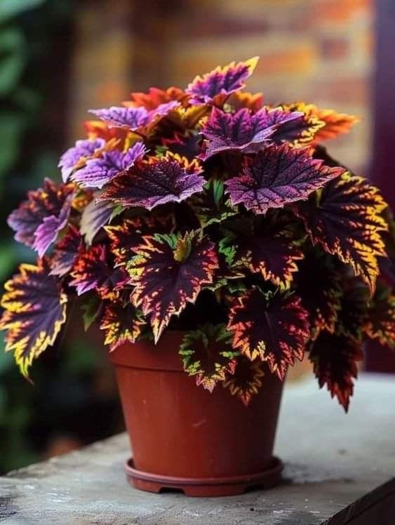 🌿FROSTBESTÄNDIGER COLEUS IN SELTENEN FARBEN – ERHELLEN SIE IHREN RAUM MIT EINZIGARTIGEM LAUB 🌿