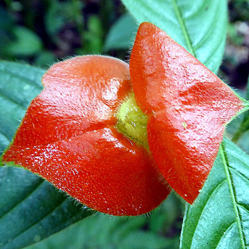 Psychotria Elata