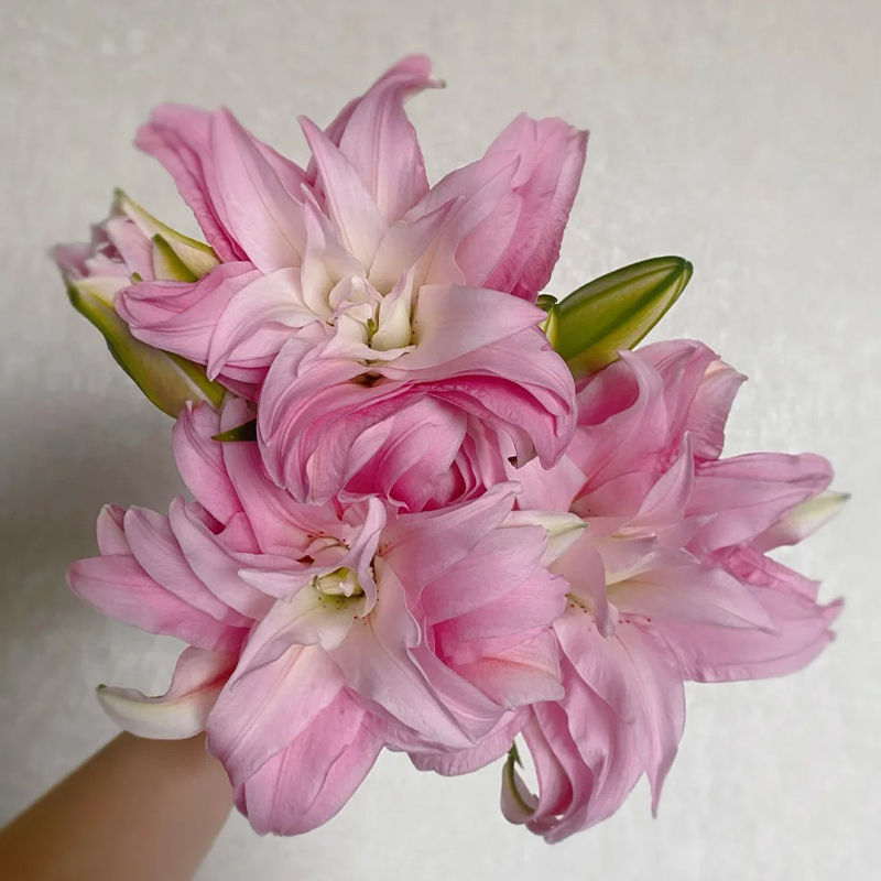 Duftende Gefüllte Lilien