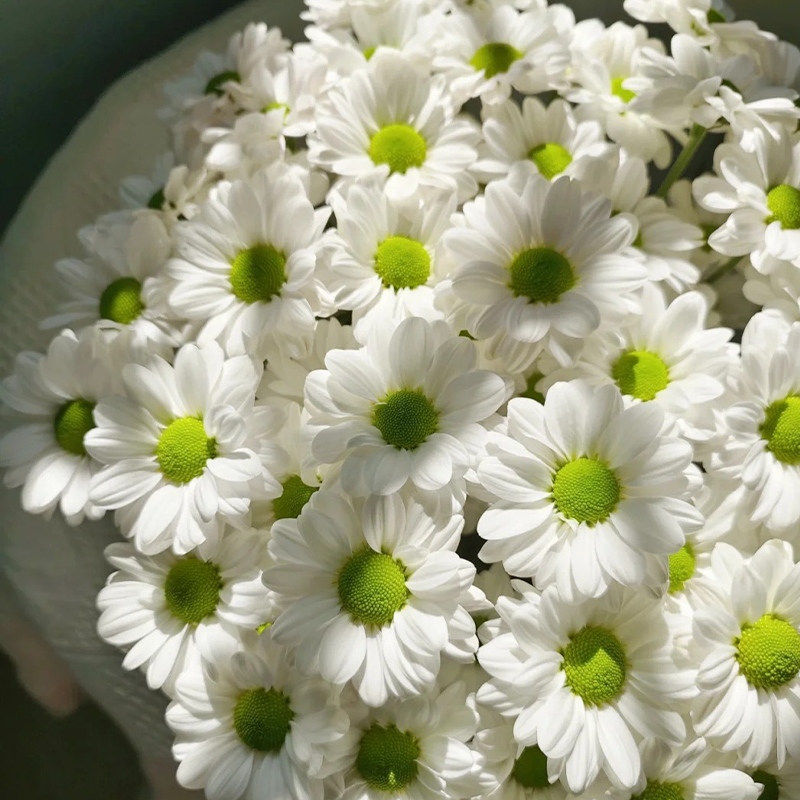 🔥Heiße Verkäufe im Frühling🏵️Chrysantheme der Kenny-Serie Samen🌼Verschiedene Farben
