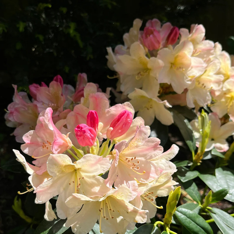 Alpenrhododendron