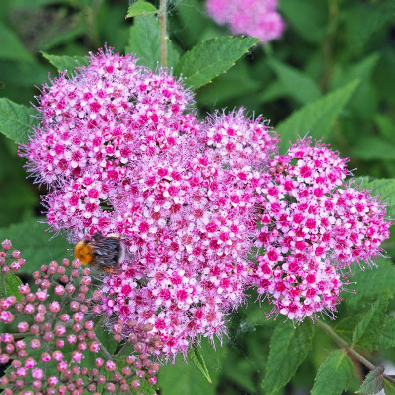 🩷Zeitlich begrenztes Angebot🌿Meadowfoam-Samen ✨Viele Blüten