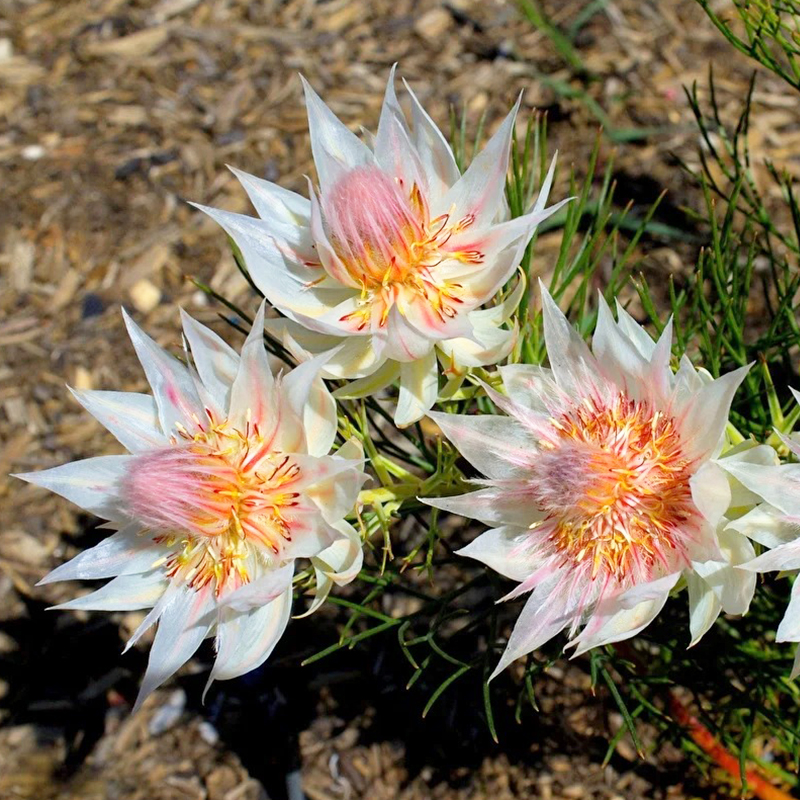 🌈2024 neues Produkt🌱Brautblumensamen🩷Wunderschöne High-End-Blumen