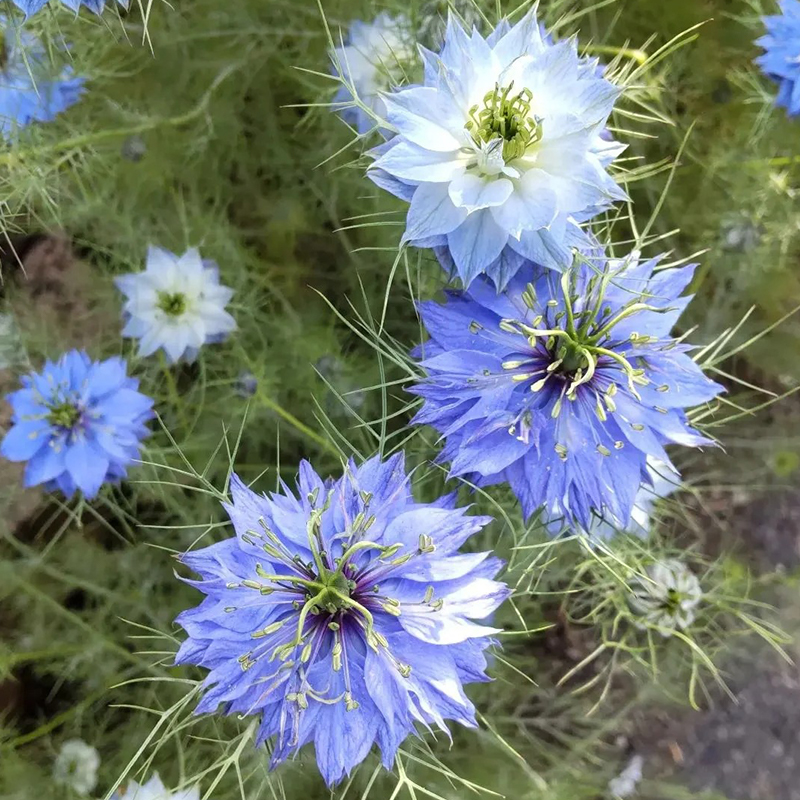 💥Frühlings-Bestseller🌈Jungfer im Grünen Samen🌿Schöne Blumen