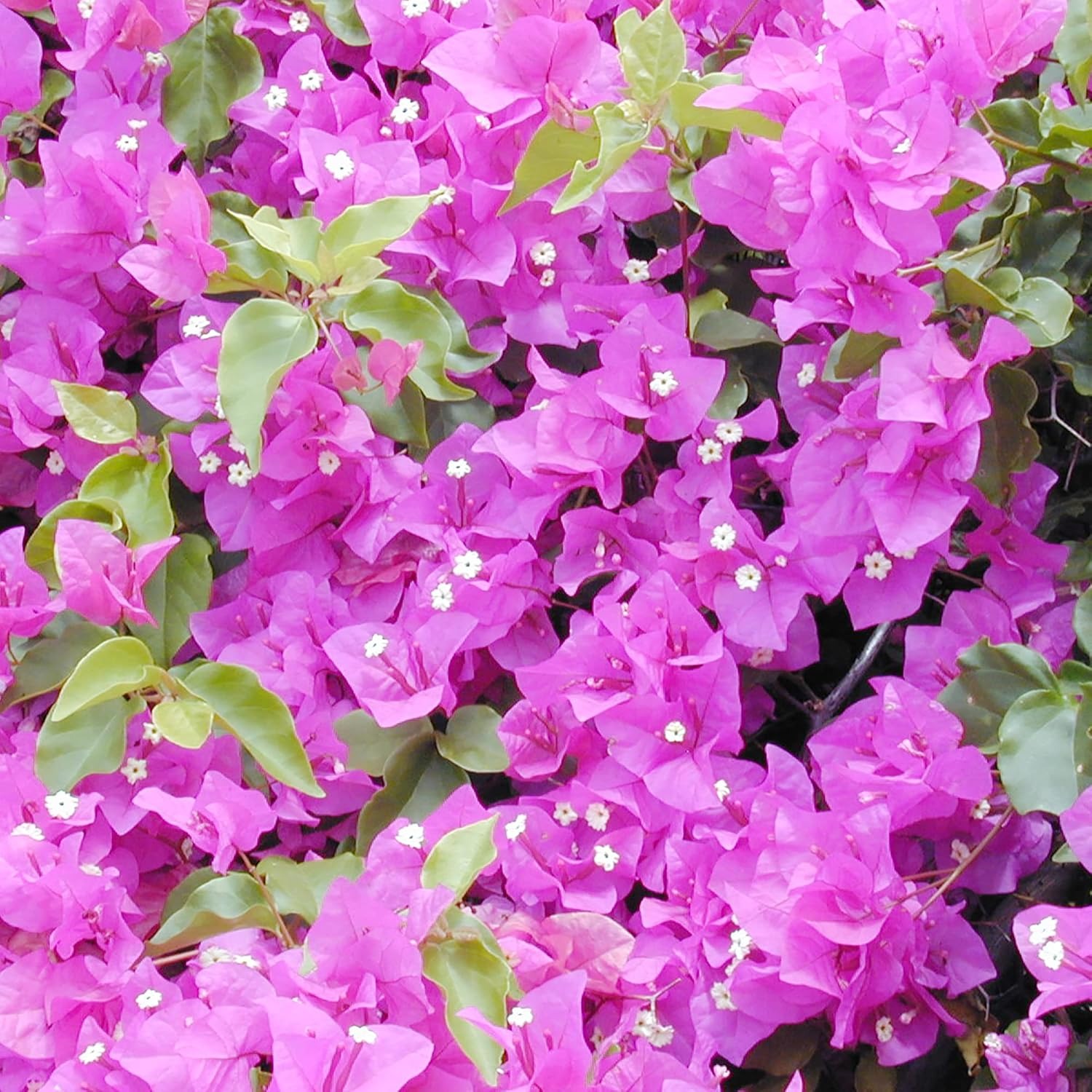 Mixed Colors Bougainvillea Seeds Perennial Ornamental
