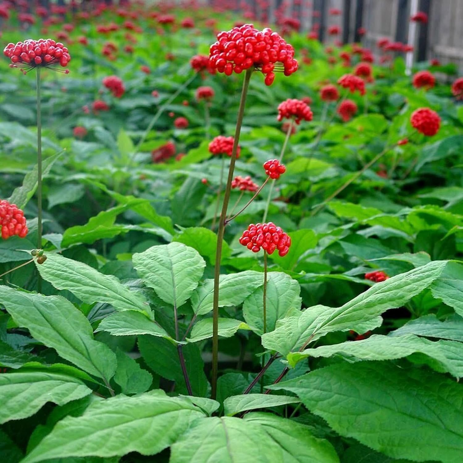 🫚Ginseng seeds - Available for planting in the 2024 winter season!
