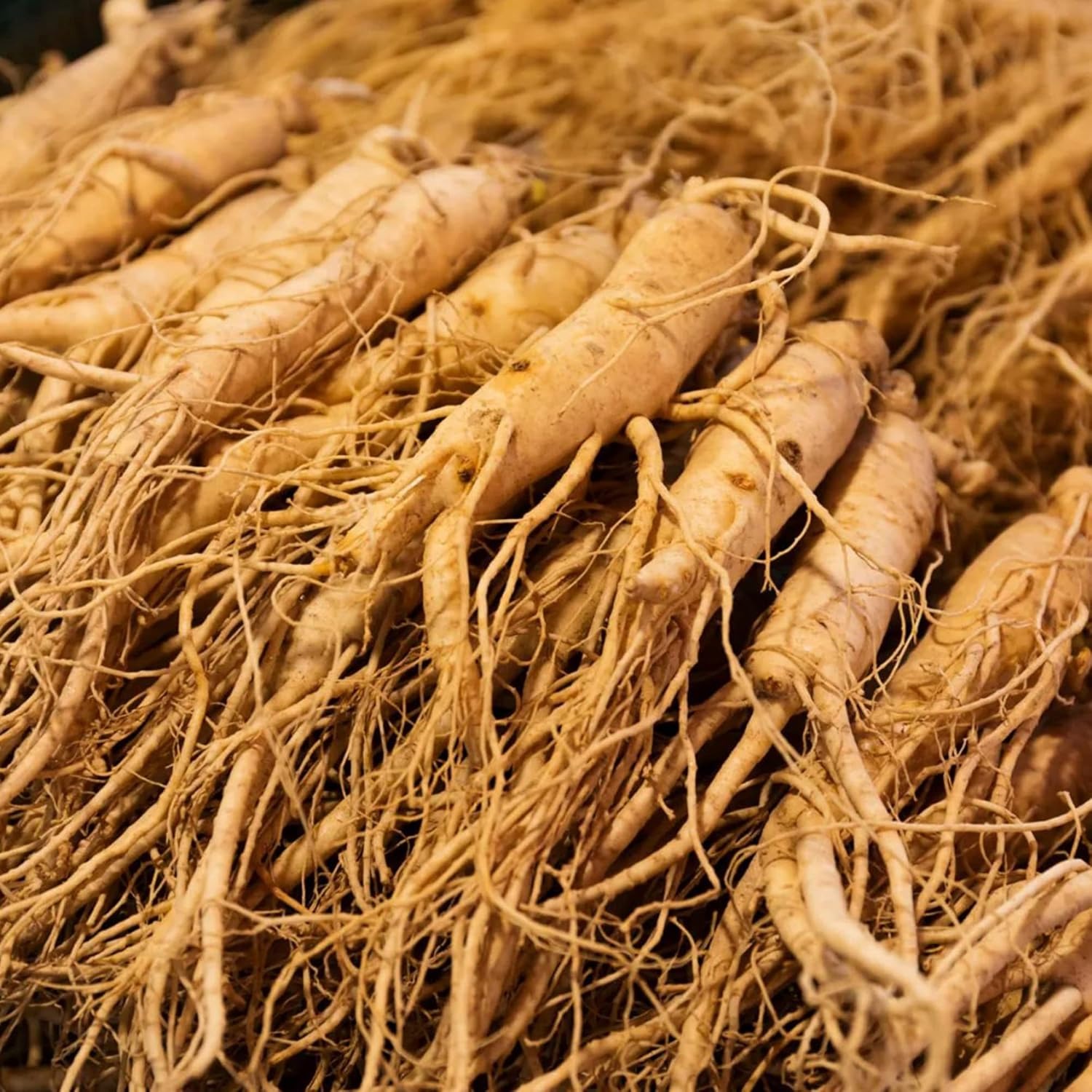 🫚Ginseng seeds - Available for planting in the 2024 winter season!