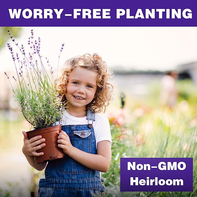 🔥Up to 50% discount🪻Lavender Herb Seeds - Perennial