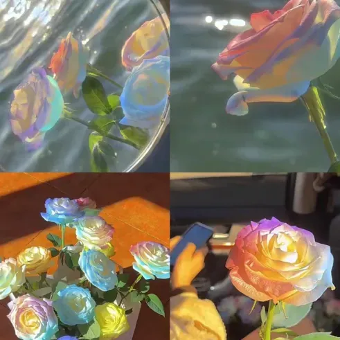 🌱 Seltene Samen - Datura Langaros Rosen der westlichen Regionen 🌹