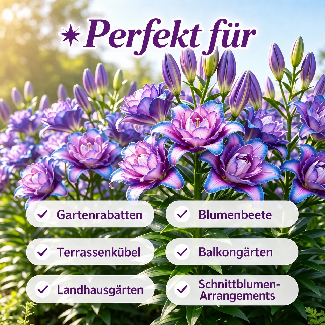 🌸Starlight Queen Oriental Lily Bulbs