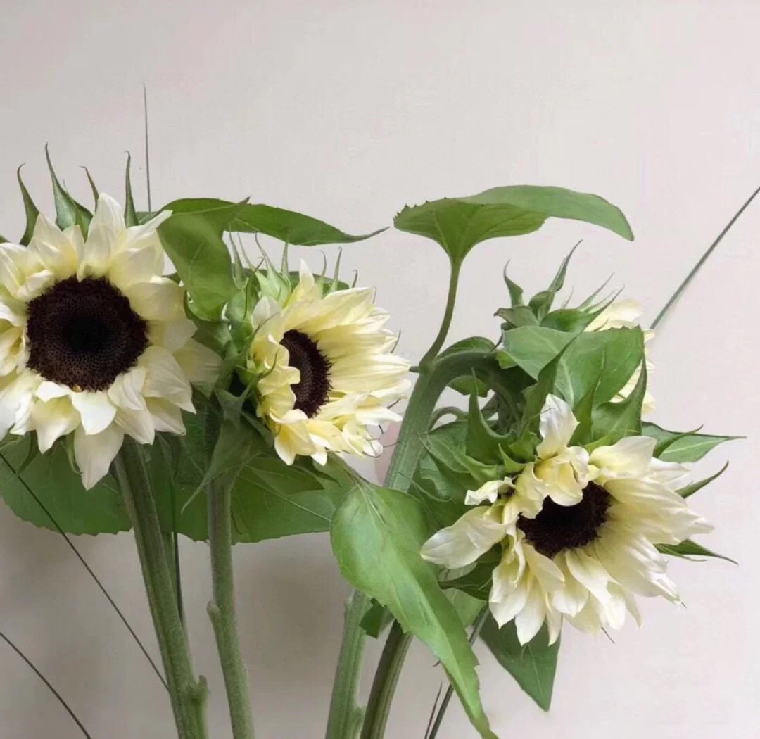 50 Samen Weiße Sonnenblume mit schwarzem Kern