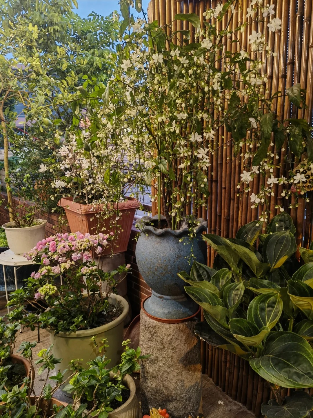 💐Du bist mein lebenslanger Jasminblütensamen