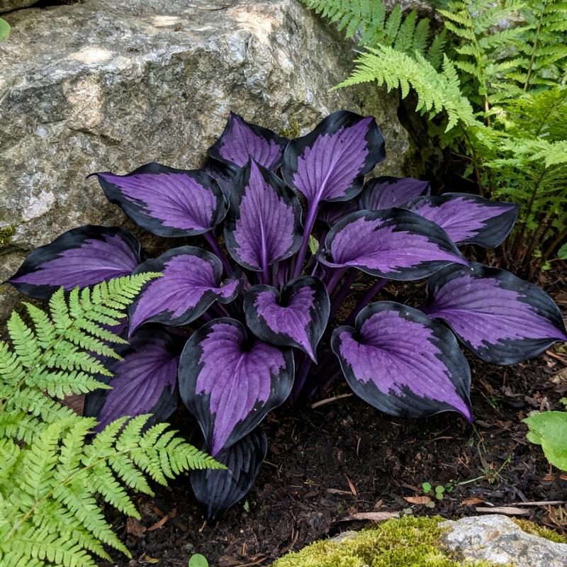 🌌 Midnight Amethyst Hosta- Rare. Hardy. Absolutely Mesmerizing