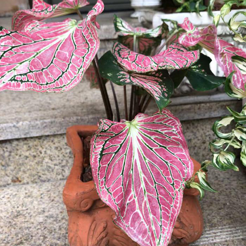 🔥Beliebt🩷Schöne bunte Blätter🌈Magische Regenbogenfarben