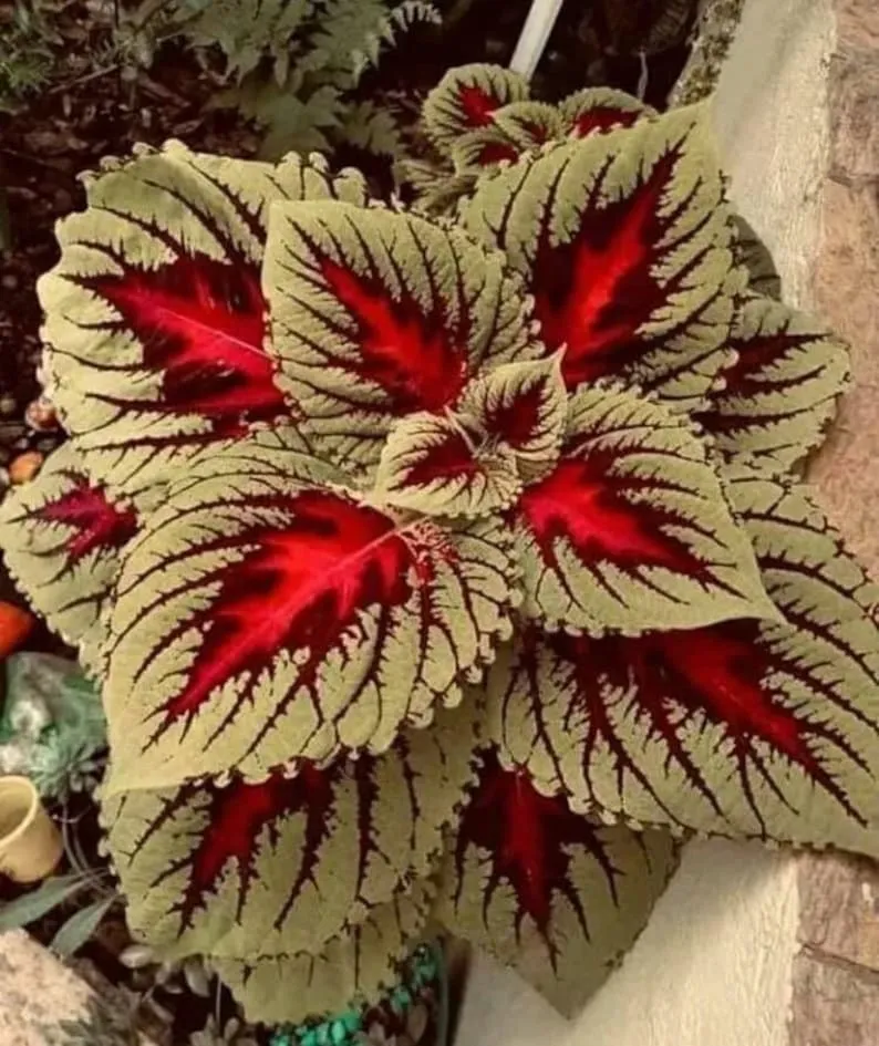Seltene Coleus Samen