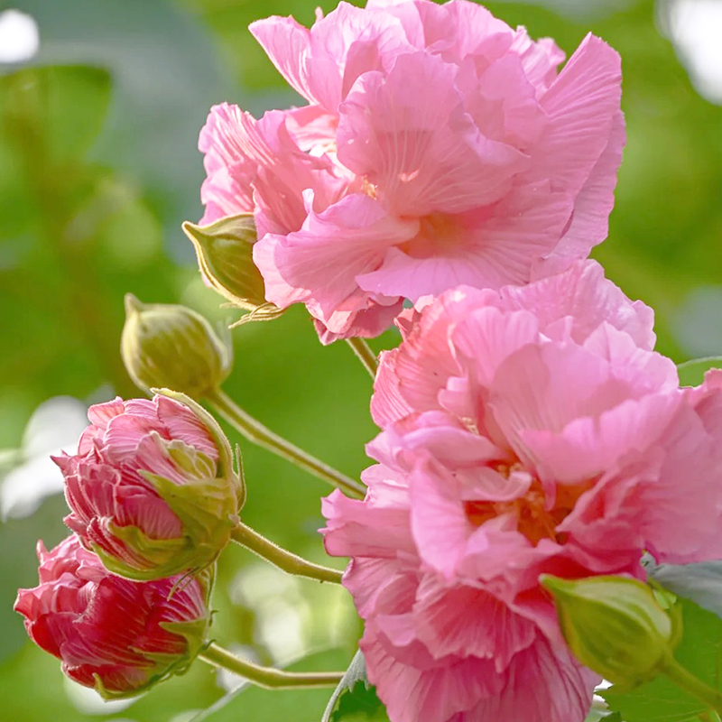 💖Rabatt zum halben Preis🌺Hibiskusblütensamen🌈Farbverändernde Blumen