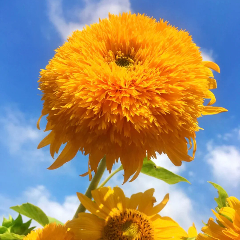 Teddybär-Sonnenblume🌻