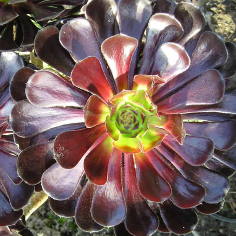 🔥Frühlingsangebot🌿Baumartige Aeonie Samen🌱Ausgewählte Samen