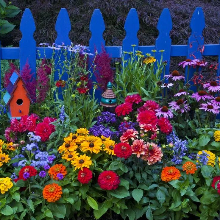 Gemischte saisonal blühende Blumensamen - Pflegeleicht