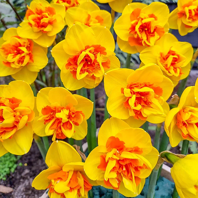 Perennial Daffodil Bulbs
