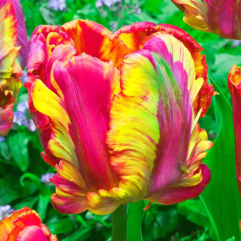 🌷Double  Feather Tulips Bulbs