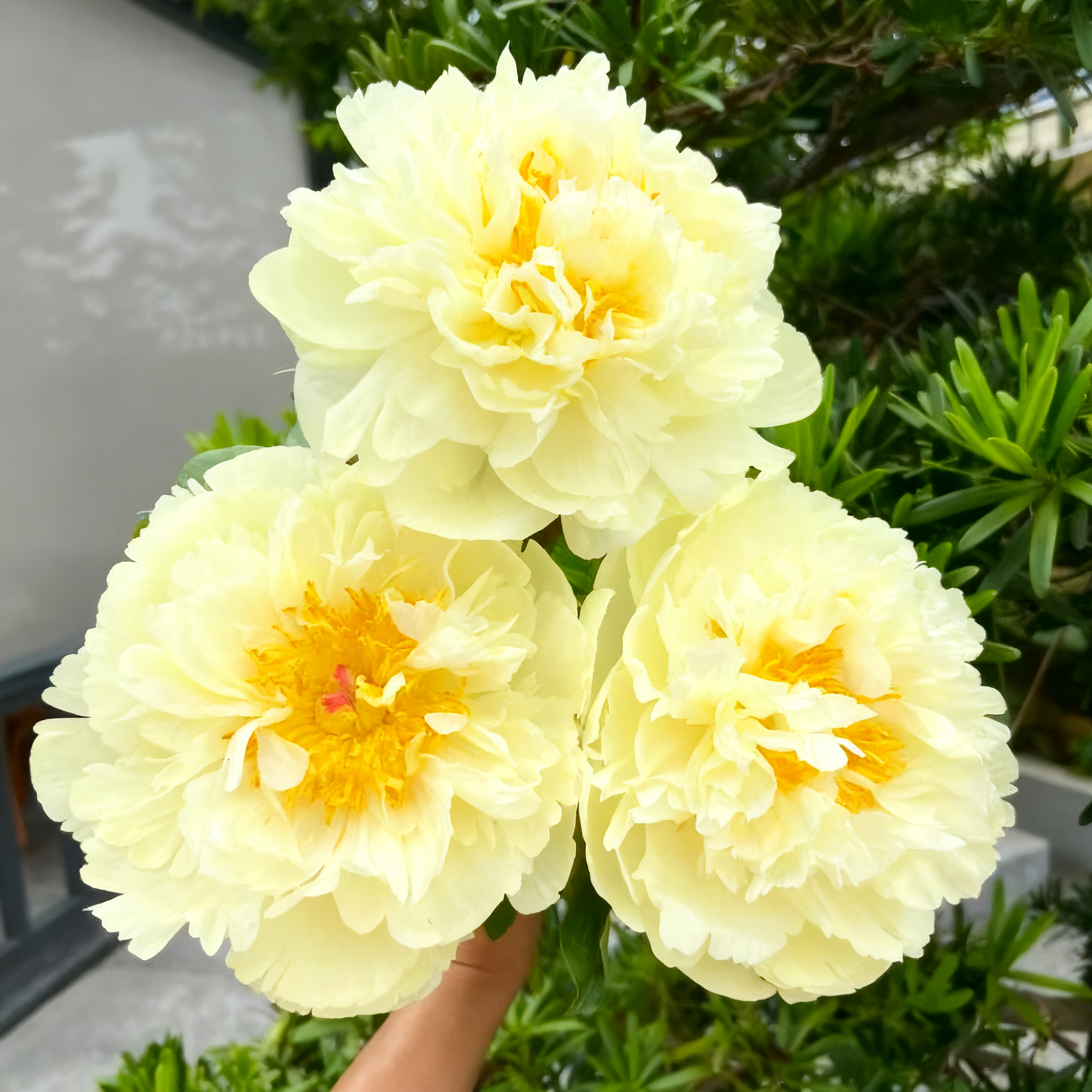 🔥LETZTER TAG 49 % RABATT🌺DIE KÖNIGIN DER BLUMEN – DOPPELT BLÄTTERBLÄTTERIGE PIANI