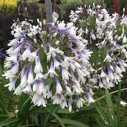 Agapanthus africanus 'Fireworks'