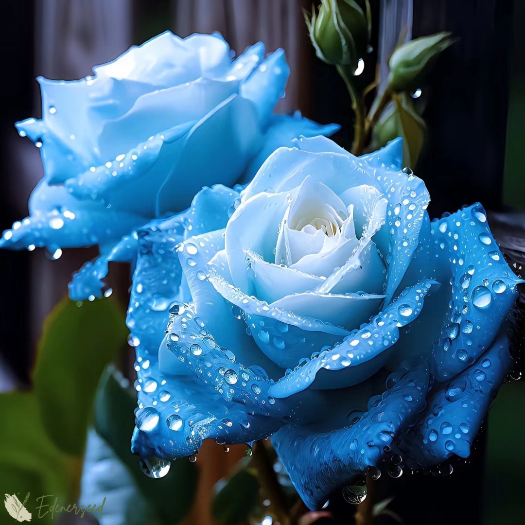 💙BLAUE ZAUBERROSENSAMEN✨