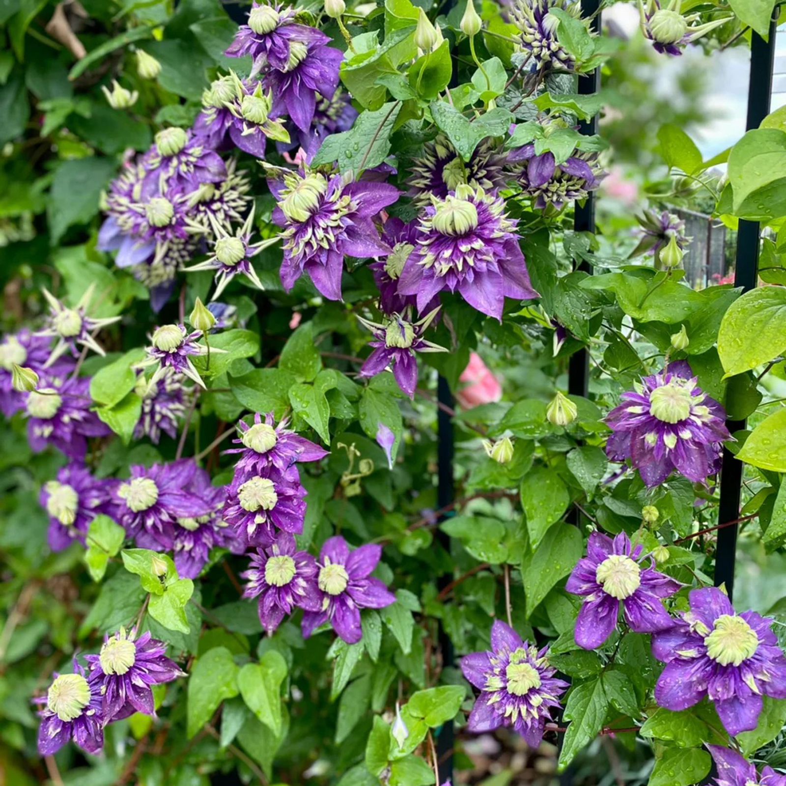 BIS ZU 60 % RABATT💥CLEMATIS TAIGA-SAMEN