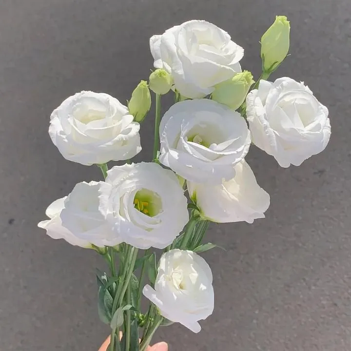 🌺LISIANTHUS – AUFRICHTIGE LIEBE
