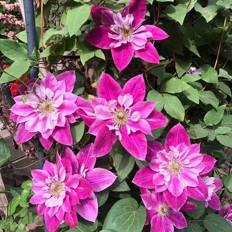 🚀Heißer Verkauf🌿Mehrfarbige Clematis🌱Einfach zu pflanzen