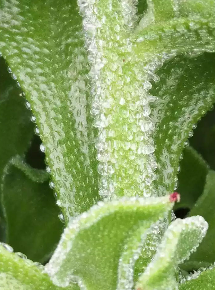 BIO-KRISTALLINE EISPFLANZE❄️ – GENIESSEN SIE DEN NATÜRLICHEN SALZGESCHMAC