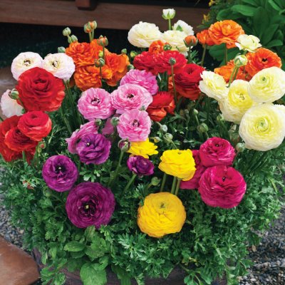 🌸 Perennials Ranunculus  Mixed color Plants  - Garden Flower Seeds