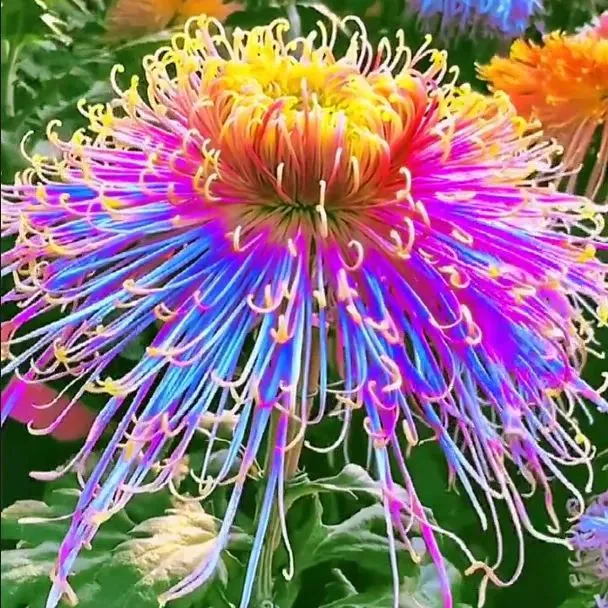 ✨ Ausgewählte Rare Chrysanthemen Seed Blind Box 🧃-- Voller Überraschungen und unerwarteter Ereignisse 💖