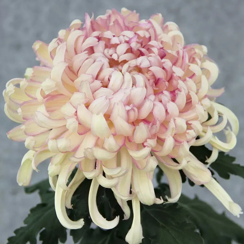 ✨ Ausgewählte Rare Chrysanthemen Seed Blind Box 🧃-- Voller Überraschungen und unerwarteter Ereignisse 💖