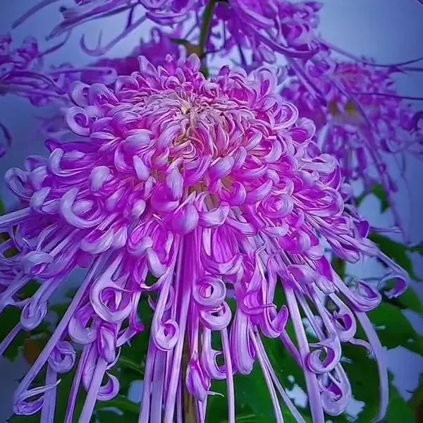 ✨ Ausgewählte Rare Chrysanthemen Seed Blind Box 🧃-- Voller Überraschungen und unerwarteter Ereignisse 💖