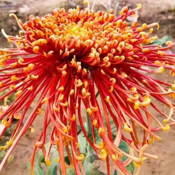 ✨ Ausgewählte Rare Chrysanthemen Seed Blind Box 🧃-- Voller Überraschungen und unerwarteter Ereignisse 💖