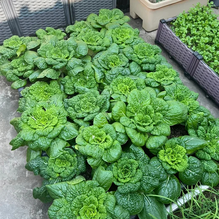 Brassica Narinosa Samen 🥬