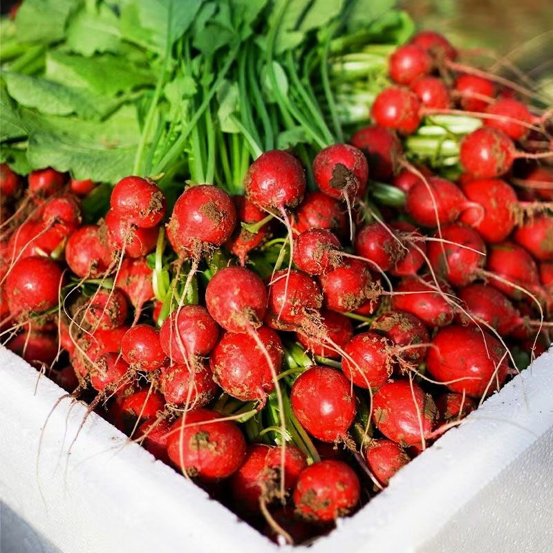 20 Day Miracle Grow Organic Cherry Radish🍒