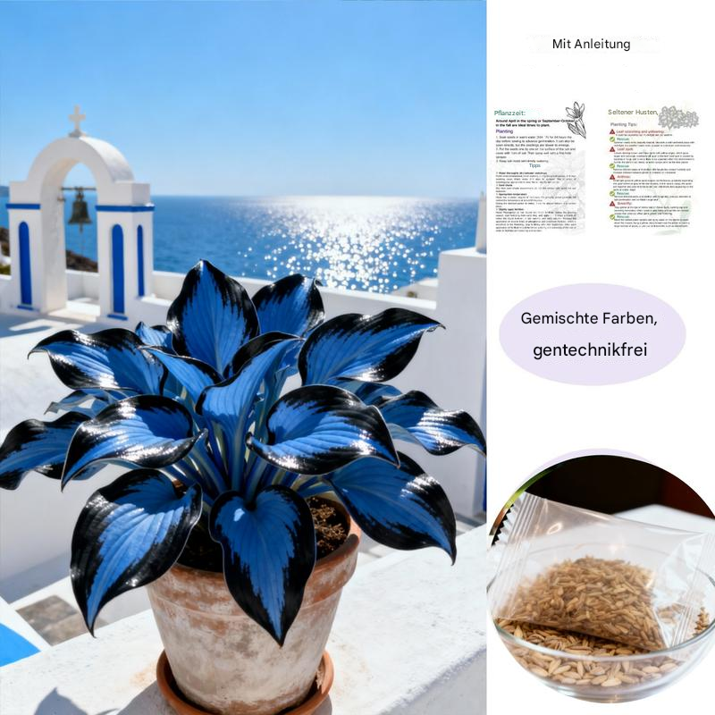 💥2025 Sonderangebot 🌌Mitternachtsblaue Herz-Hosta-Samen, mehrjährige Schattenpflanze für den Garten