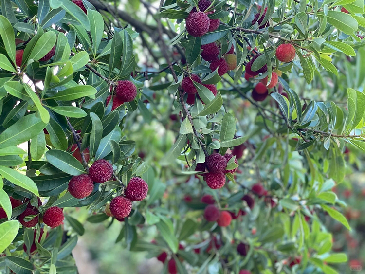 Giant Bayberry: Ping-Pong Ball Size, ⭐Strawberry-Cherry Fusion Flavor
