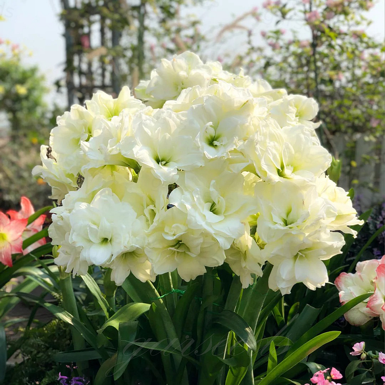Double-Flowered Amaryllis Bulbs🌼
