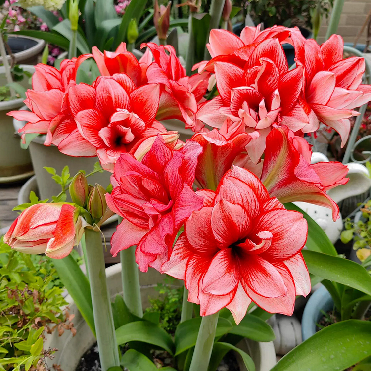 Double-Flowered Amaryllis Bulbs🌼