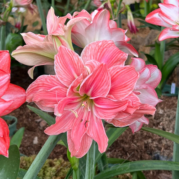 Double-Flowered Amaryllis Bulbs🌼