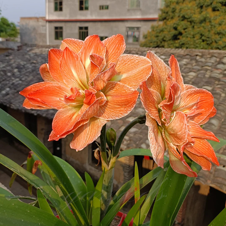 Double-Flowered Amaryllis Bulbs🌼