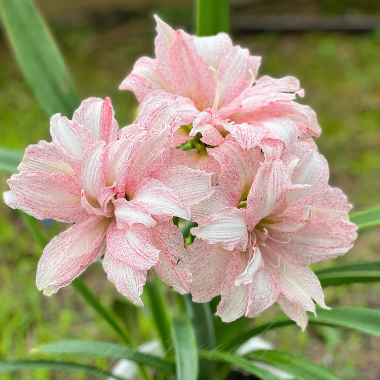 Double-Flowered Amaryllis Bulbs🌼