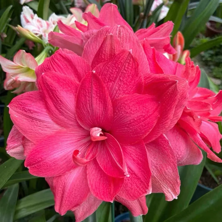 Double-Flowered Amaryllis Bulbs🌼