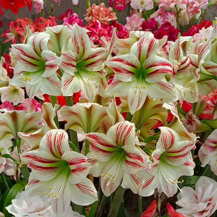 Double-Flowered Amaryllis Bulbs🌼