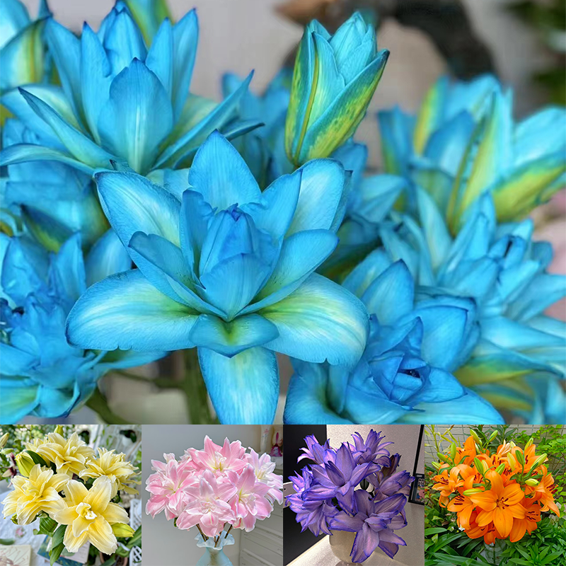 ✨2025 NEW 🌸 Rare Lilies Bulbs Seeds