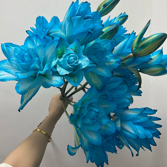 ✨2025 NEW 🌸 Rare Lilies Bulbs Seeds